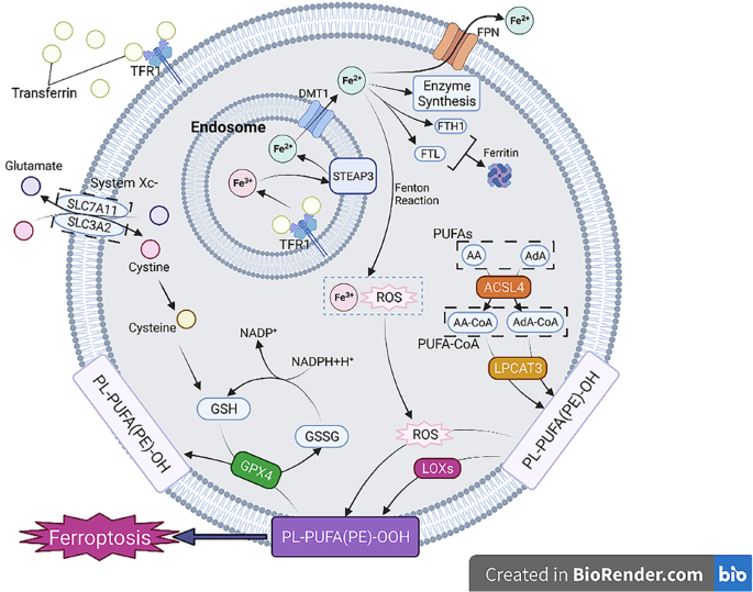 nrf2 glutathione peroxidase schizophrenia Epigenetic Mechanisms Governing Nrf2 Expression and Its Role in Ferroptosis