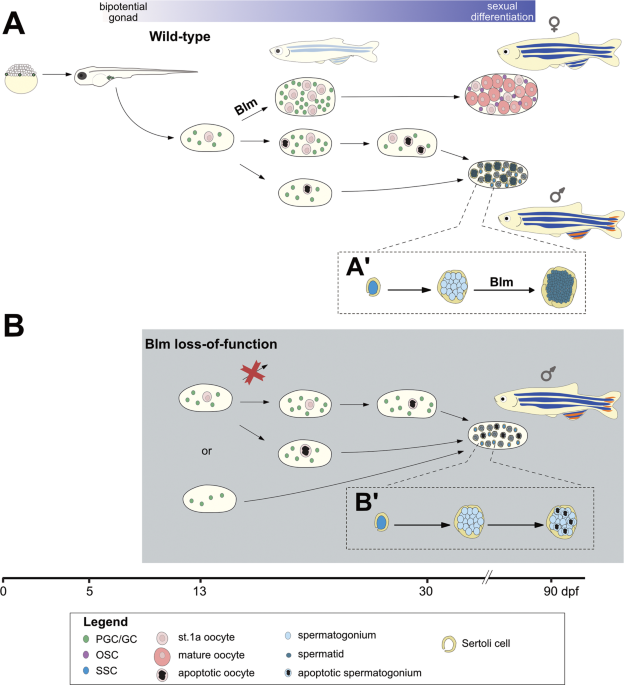 PDF) A light- and electron microscopic study of primordial germ cells in  the zebra fish (Danio rerio)