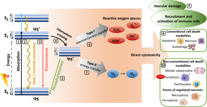 deaths from iv glutathione Which cell death modality wins the contest for photodynamic therapy of cancer? Curious about our new Plan:One Time Purchase Stress Relief