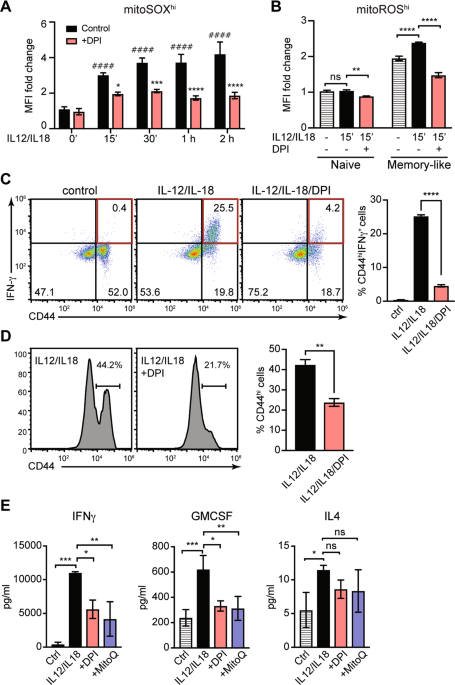 Mitochondrial reactive oxygen is critical for IL-12/IL-18-induced IFN