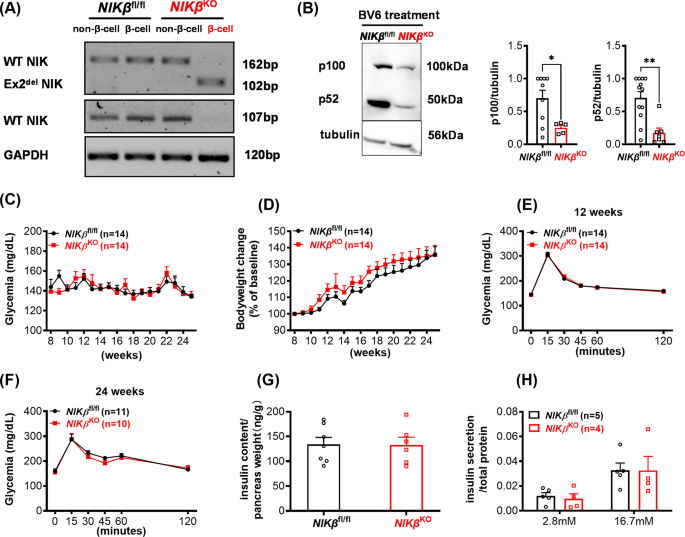 Nf-κb-inducing kinase (nik) is activated in pancreatic β-cells but does not contribute to the development of diabetes