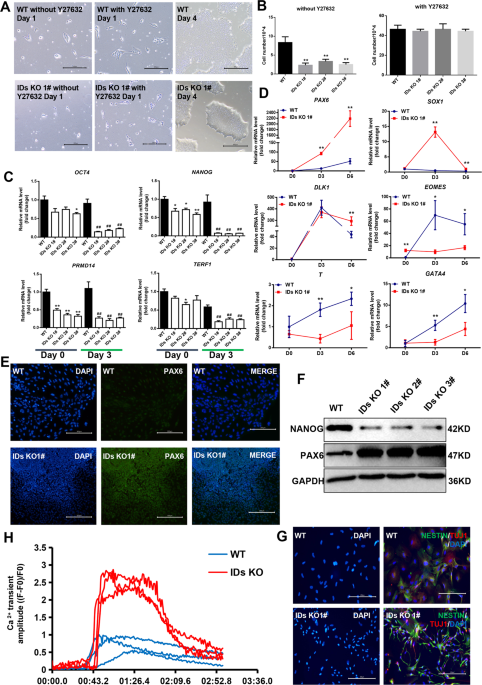ID proteins promote the survival and primed-to-naive transition of