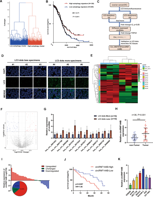 CircRNF144B/miR-342-3p/FBXL11 axis reduced autophagy and promoted the  progression of ovarian cancer by increasing the ubiquitination of Beclin-1  | Cell Death & Disease