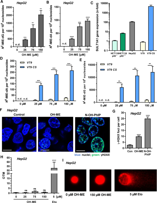 p53 triggers mitochondrial apoptosis following DNA damage-dependent replication stress by the hepatotoxin methyleugenol