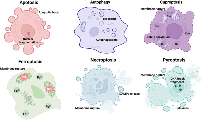 glutathione and cancer cure Ferroptosis as a potential target for cancer therapy