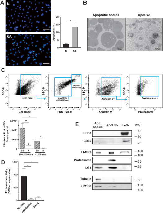 Apoptotic exosome-like vesicles transfer specific and functional mRNAs to  endothelial cells by phosphatidylserine-dependent macropinocytosis