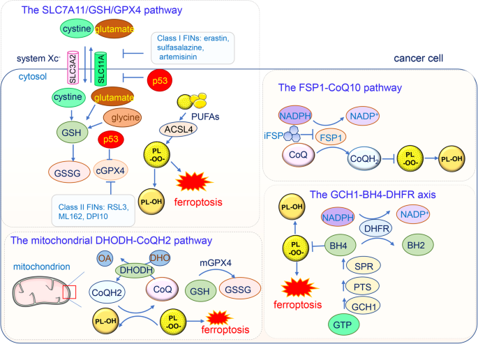 The diversified role of mitochondria in ferroptosis in cancer | Cell Death  & Disease