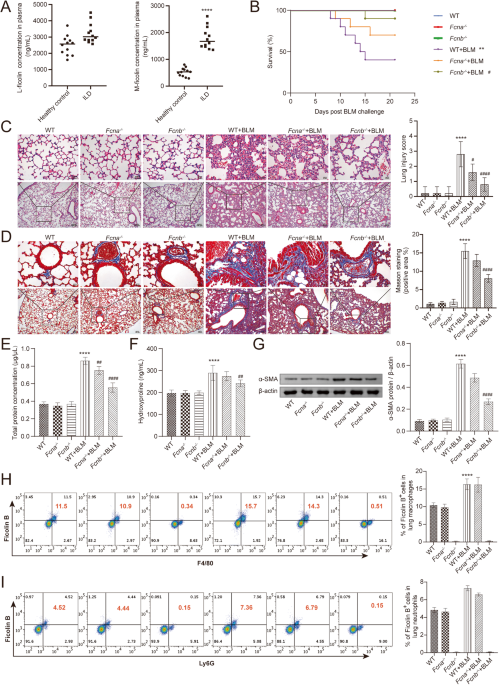 Ficolin B secreted by alveolar macrophage exosomes exacerbates bleomycin-induced lung injury via ferroptosis through the cGAS-STING signaling pathway