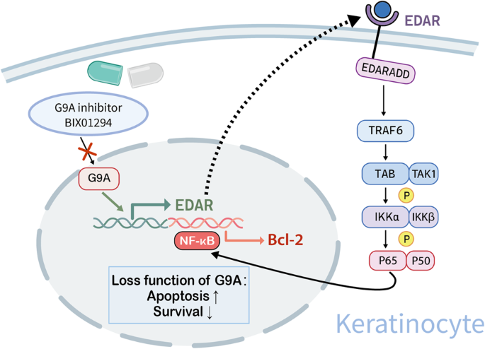 Depletion of G9A attenuates imiquimod-induced psoriatic dermatitis via  targeting EDAR-NF-B signaling in keratinocyte | Cell Death & Disease