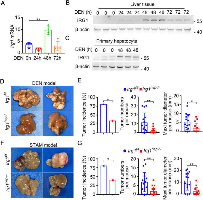 Mitochondrial IRG1 traps MCL-1 to induce hepatocyte apoptosis and 