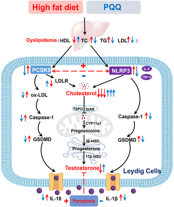 & | Pyrroloquinoline Death Disease pyroptosis Leydig obese in Cell cells mediated quinone mice inhibits PCSK9-NLRP3 of
