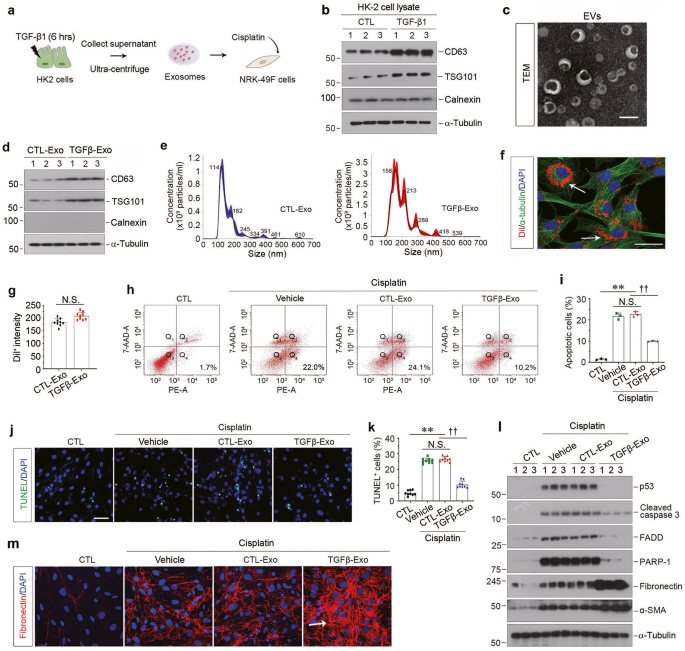Kidney tubular epithelial cells control interstitial fibroblast fate by releasing TNFAIP8-encapsulat