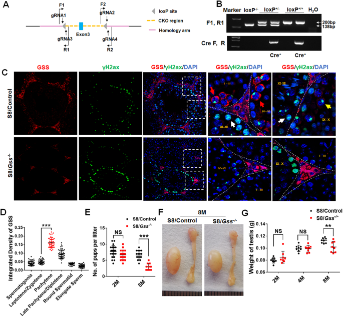 Gss deficiency causes age-related fertility impairment via ROS-triggered  ferroptosis in the testes of mice | Cell Death & Disease
