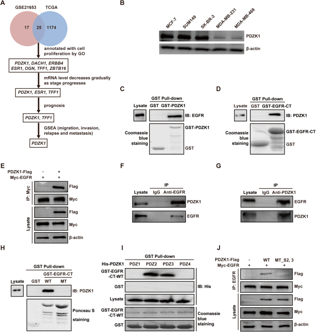 Pdzk1 Suppresses Tnbc Development And Sensitizes Tnbc Cells To 