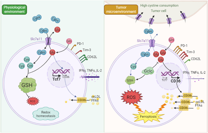 Cystine deprivation triggers CD36-mediated ferroptosis and dysfunction of  tumor infiltrating CD8+ T cells | Cell Death & Disease