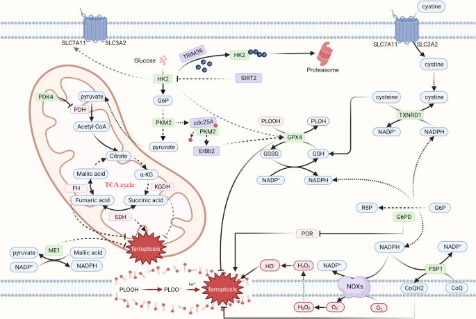 Metabolism-regulated ferroptosis in cancer progression and therapy | Cell  Death & Disease