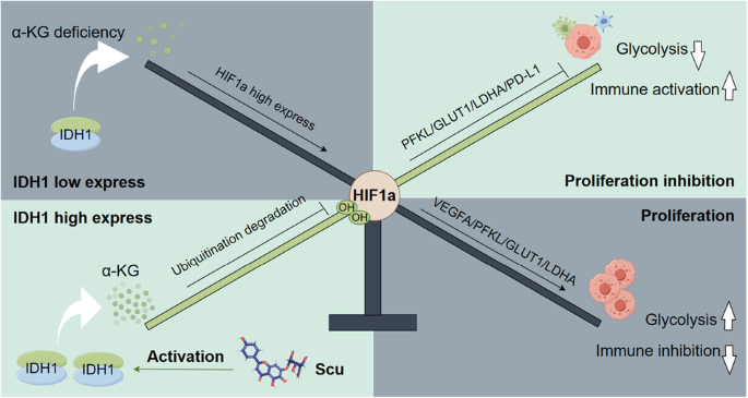 Scutellarin activates IDH1 to exert antitumor effects in hepatocellular  carcinoma progression | Cell Death & Disease