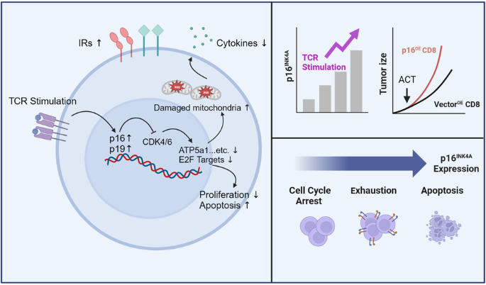 The cell cycle regulator p16 promotes tumor infiltrated CD8+ T  