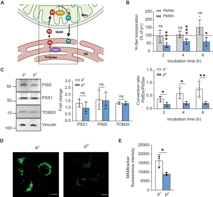 Aberrant ER-mitochondria communication is a common pathomechanism 