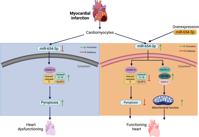 Pyroptosis and mitochondrial function participated in miR-654-3p 