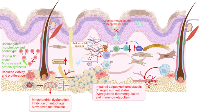 The Significant Impact of Atopic Dermatitis on Older Adults Worldwide