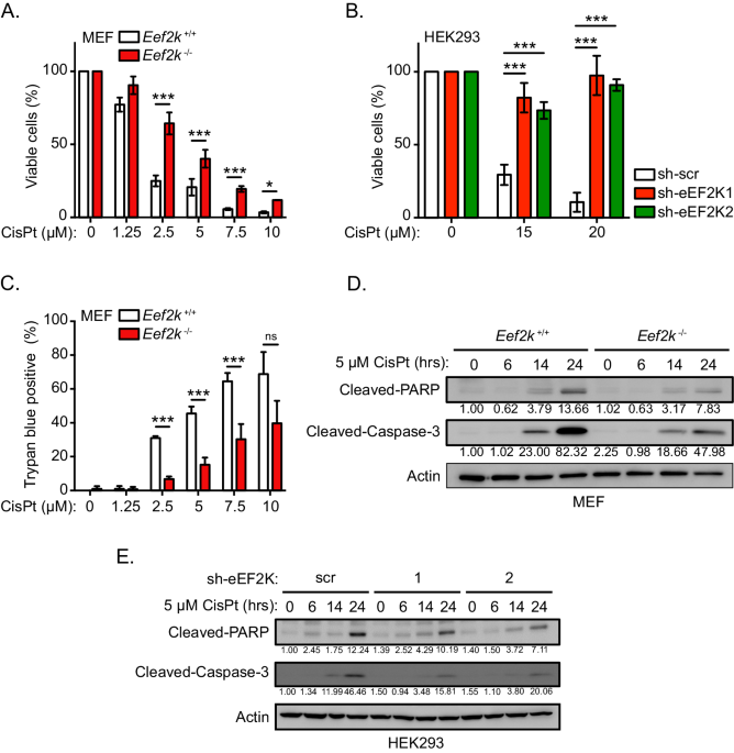 The eEF2 kinase coordinates the DNA damage response to cisplatin by ...