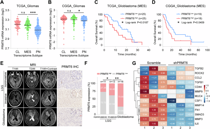 PRMT6 facilitates EZH2 protein stability by inhibiting TRAF6-mediated ...