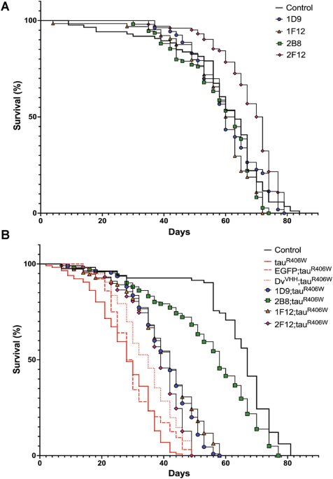 Anti-tau single domain antibodies clear pathological tau and attenuate ...