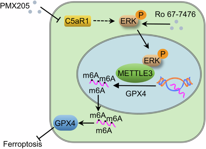 intracellular-c5ar1-inhibits-ferroptosis-in-glioblastoma-through-mettl3-dependent-m6a-methylation-of-gpx4-cell-death-disease