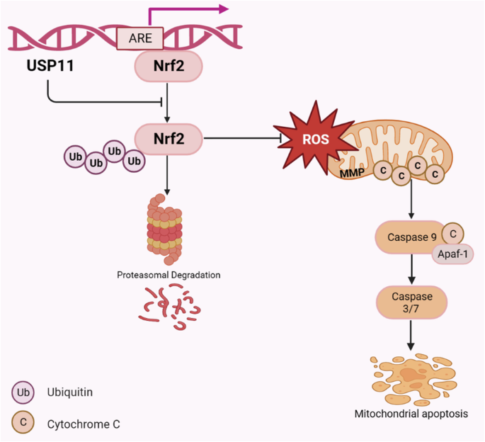 The usp11/nrf2 positive feedback loop promotes colorectal cancer progression by inhibiting mitochondrial apoptosis