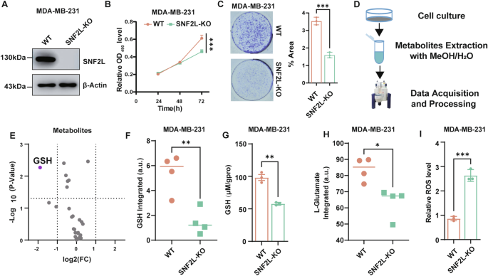 SNF2L maintains glutathione homeostasis by initiating SLC7A11 transcription  through chromatin remodeling | Cell Death & Disease