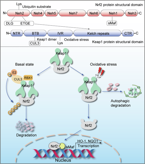 molecular hydrogen nrf2 glutathione New insights into crosstalk between Nrf2 pathway and ferroptosis in lung  disease