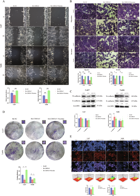 Correction: nicotine-induced chrna5 activation modulates ces1 expression, impacting head and neck squamous cell carcinoma recurrence and metastasis via mek/erk pathway