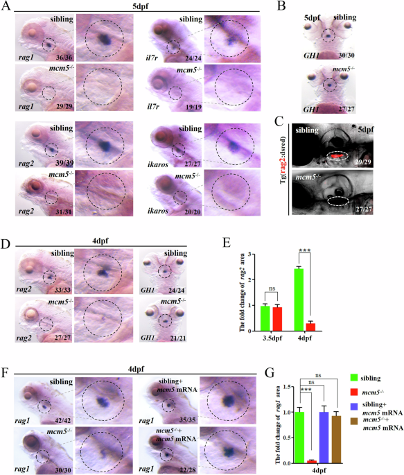 Mcm5 mutation leads to silencing of Stat1-bcl2 which accelerating  