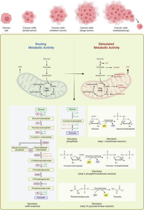 “friends or foes”: a new perspective of tumour metabolic transcriptional modification