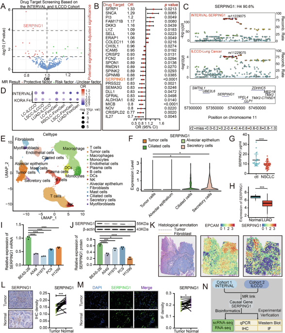 Serping1 WNT inhibitor SP5-mediated SERPING1 suppresses lung adenocarcinoma ...
