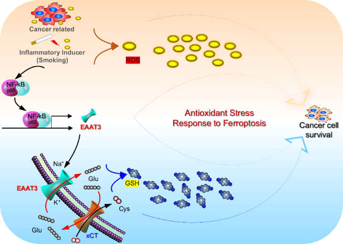 Nf-κb-mediated eaat3 upregulation in antioxidant defense and ferroptosis sensitivity in lung cancer
