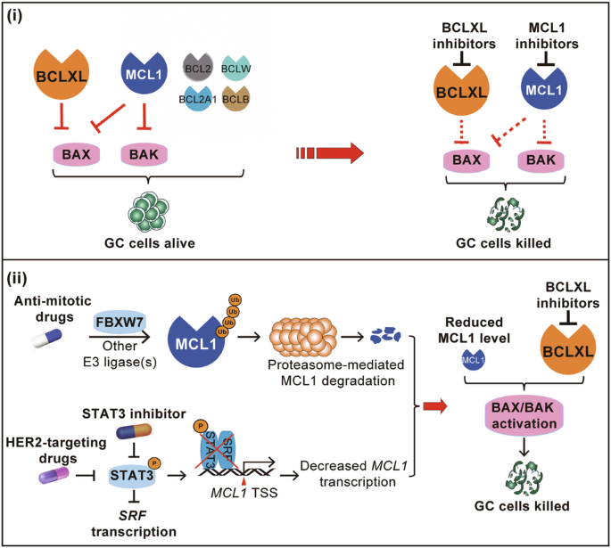 Both direct and indirect suppression of MCL1 synergizes with BCLXL ...