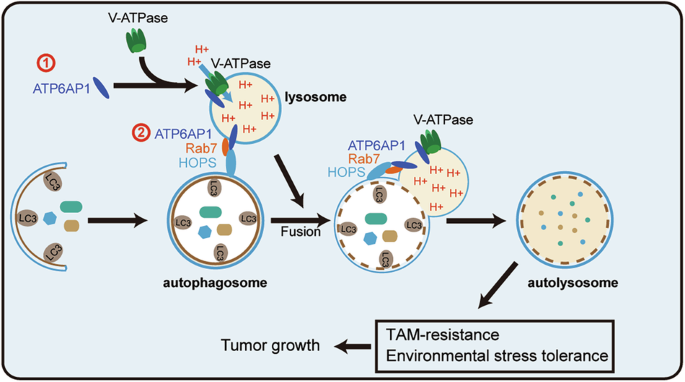 ATP6AP1 promotes cell proliferation and tamoxifen resistance in luminal ...