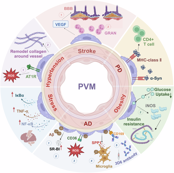 Perivascular macrophages in the central nervous system: insights into their roles in health and disease Perivascular macrophages in the central nervous system: insights into their roles in health and disease