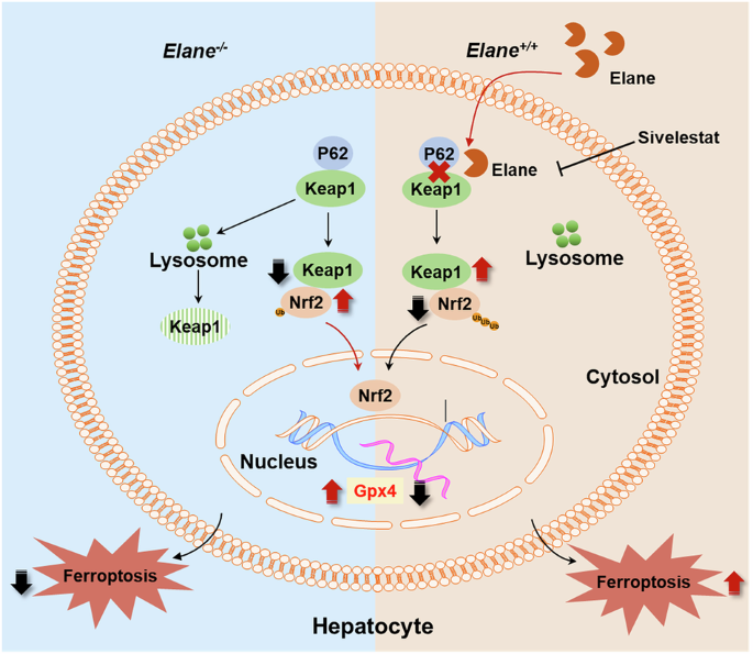 reduced l glutathione means ELANE enhances KEAP1 protein stability and reduces NRF2-mediated ferroptosis inhibition in metabolic dysfunction-associated fatty liver disease