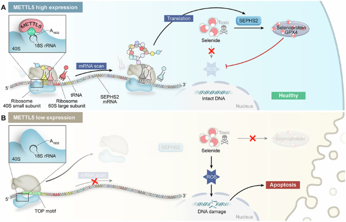 how do you take cjc 1295 ipamorelin cjc-1295 + ipamorelin how to take CJC-1295 / Ipamorelin