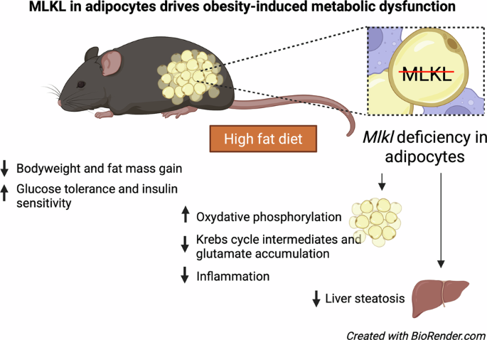 Adipocyte-specific Mlkl knockout mitigates obesity-induced metabolic  dysfunction by enhancing mitochondrial functions | Cell Death & Disease