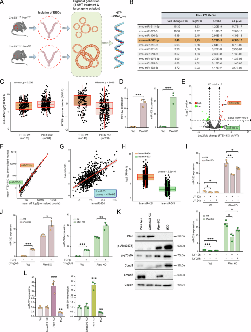 Endometrial cancer progression driven by PTEN-deficiency requires miR ...