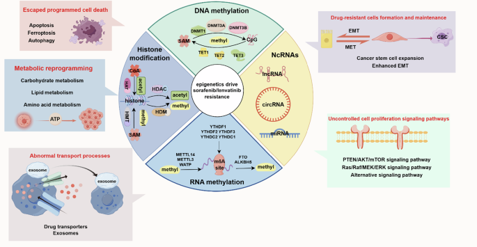 Resistance of first-line targeted drugs in hepatocellular carcinoma: the  epigenetic regulation mechanisms
