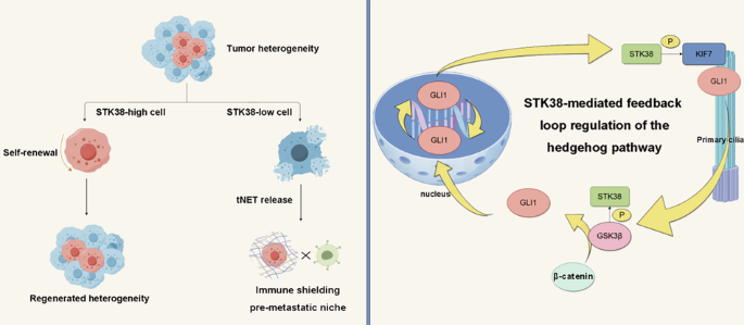 STK38-mediated feedback loop regulation of the hedgehog pathway governing tumor heterogeneity in renal papillary carcinoma - Cell Death & Disease