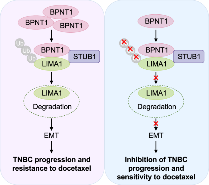 Bisphosphate nucleotidase 1 promotes progression and docetaxel resistance in triple-negative breast cancer via STUB1-mediated destabilization of LIMA1 - Cell Death & Disease