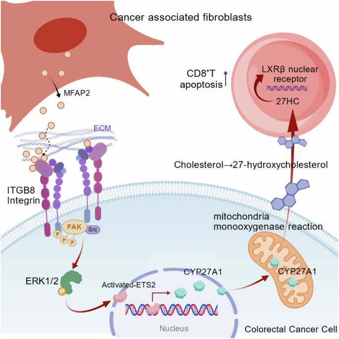 Cancer-associated fibroblasts (CAFs) derived from MFAP2 promote CRC  proliferation and metastasis while suppressing CD8+ T cell-mediated  antitumor immunity | Cell Death & Disease