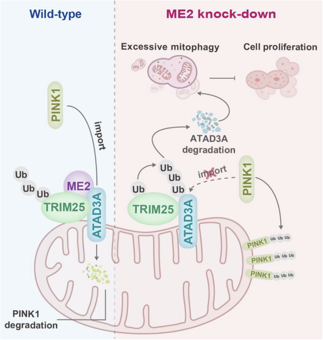 Malic enzyme 2 suppresses PINK1-Parkin-mediated mitophagy by stabilizing  ATAD3A via competitive interaction with TRIM25 | Cell Death & Disease