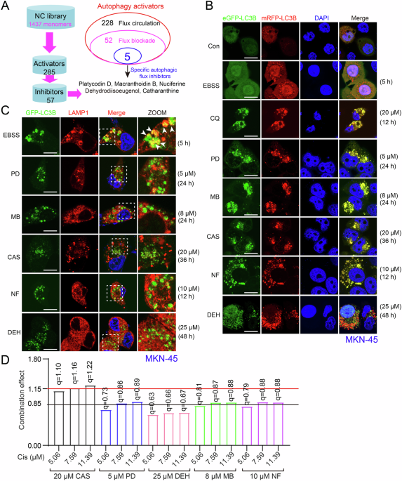 Enhancing platinum-based chemotherapy efficacy and safety through combination therapy-mediated remodeling of autophagic homeostasis in gastric cancer